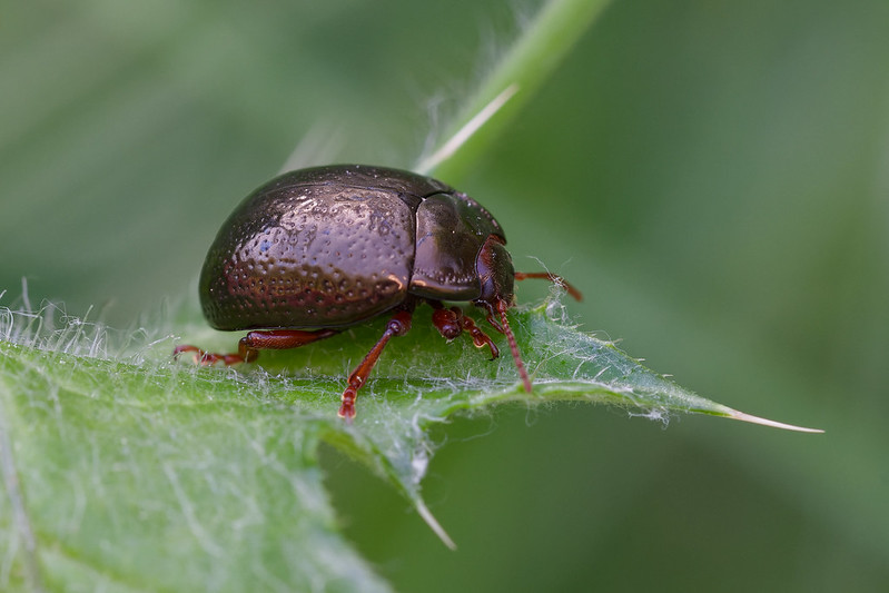 05 Chrysolina bankii.jpg